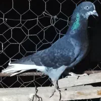 کبوتر