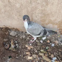 کفتر