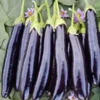 بادمجان لوبیا سبز هویج سیب زمینی پیاز