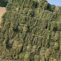 پرس یونجه خشک و درجه یک پر گل و برگ