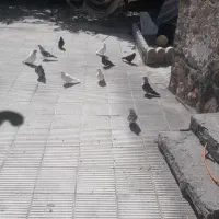 پرشی