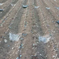 نشاه|گل و گیاه طبیعی|دزفول, |دیوار