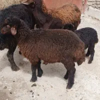 گوسفند بره جوان