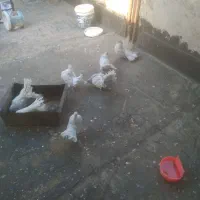 کبوتر دم چتری