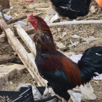خروس لاری