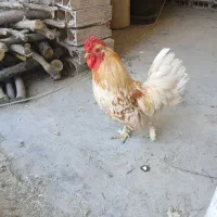 مرغ و خروس  زینتی