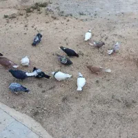 تعدادی کفتر کبوتر رنگی