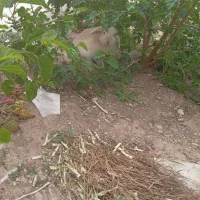 خرگوش|موش و خرگوش|گلپایگان, |دیوار