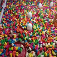 جوجه رنگی ، اردک