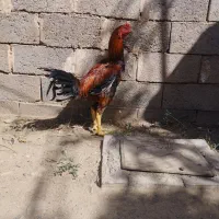 جوجه‌لاری