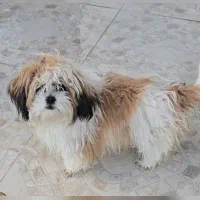 سگ پا کوتاه