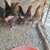مرغ تخم گذار