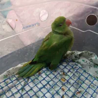 طوطی ملنگو سرلاکی ۷۰ روزه