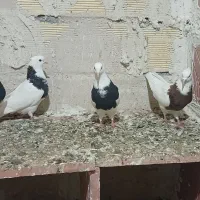 کبوتر