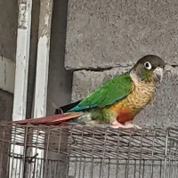طوطی گرینچیک