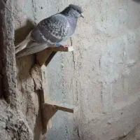 کبوتر|پرنده|مرودشت, دولت آباد|دیوار