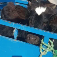 حمل بار ب تمام نقاط کشور  نیسان