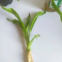 گل موز