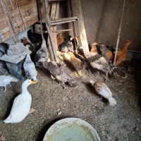 مرغ و فریح و اردک و بوقلمون