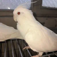 عروس هلندی آلبینو