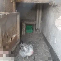 مرغ کپ