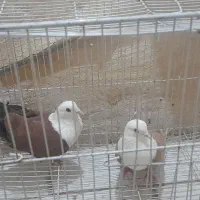 کلاغ