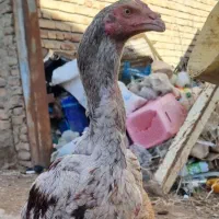 خروس لاری اوشامو