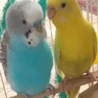 جفت مرغ عشق