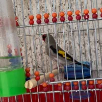 سهره نر بخون