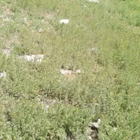 منزل ویلایی دوبلکس پاسداران شهرضا