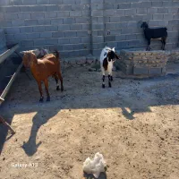 سلام دوسان ۳راس بزه فروشی