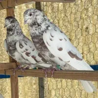 کبوتر تیر ماهی یکجا ۱۵ جفت درجه یک