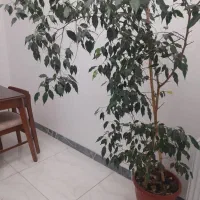 گل و درختچه بنجامین سبز
