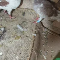 دوچرخه کفتر