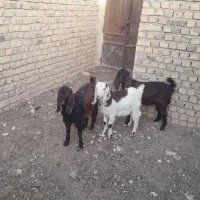 بزغاله ماده