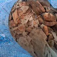 نون خشک