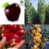 نهال خرمالو سیبی گوجه ای و موزی