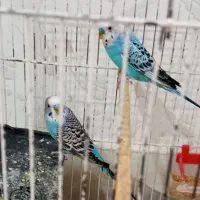 مرغ عشق دو عدد نر معاوضه با ماده
