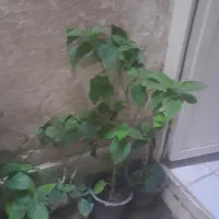 گل با  گلدان