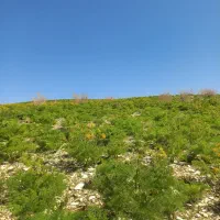 فروش فوری زمین در شهر دیشموک عکس مشابع به زمین نیس
