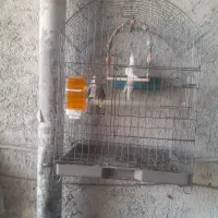 عروس هلندی