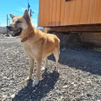 سگ نگهبان درجه یک