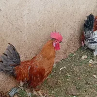 فروش مرغ وخروس
