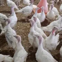 جوجه بوقلمون ۲ماهه بیوتی ۶