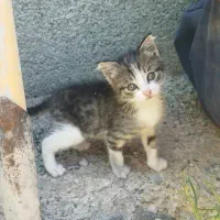 سرپرستی رایگان گربه