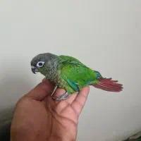 گرینچیک سرلاکی
