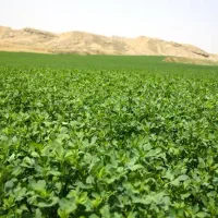 یونجه فروشی