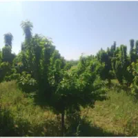 فروش