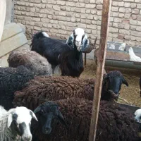 بزنرساوه
