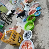 پخش عمده ماهی قرمز عید(شاهپسندی)